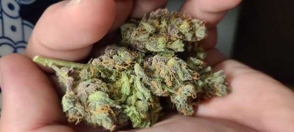 Cannabis-Sorte Banana Split in Wien zu verkaufen