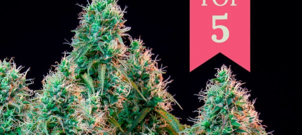 Cannabissoorten waarvan wordt voorspeld dat ze volgend jaar populair zullen zijn