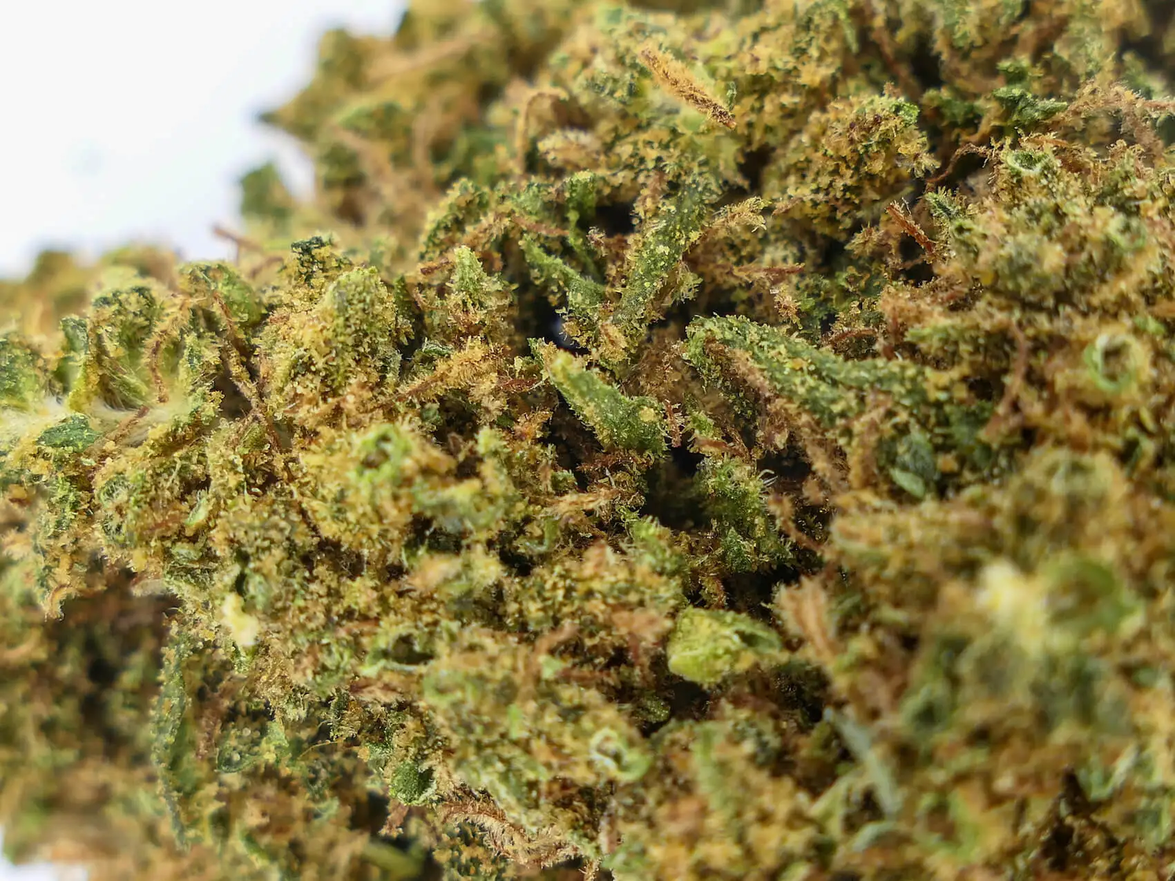 OG Kush Premium Indica-Dominant Hybrid Cannabis Strain