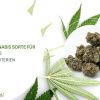 Die besten Cannabisprodukte des Jahres 2026
