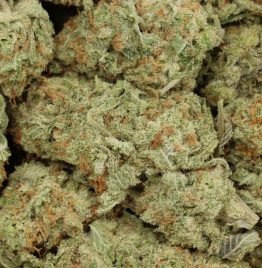 Girl Scout Cookies Strain
