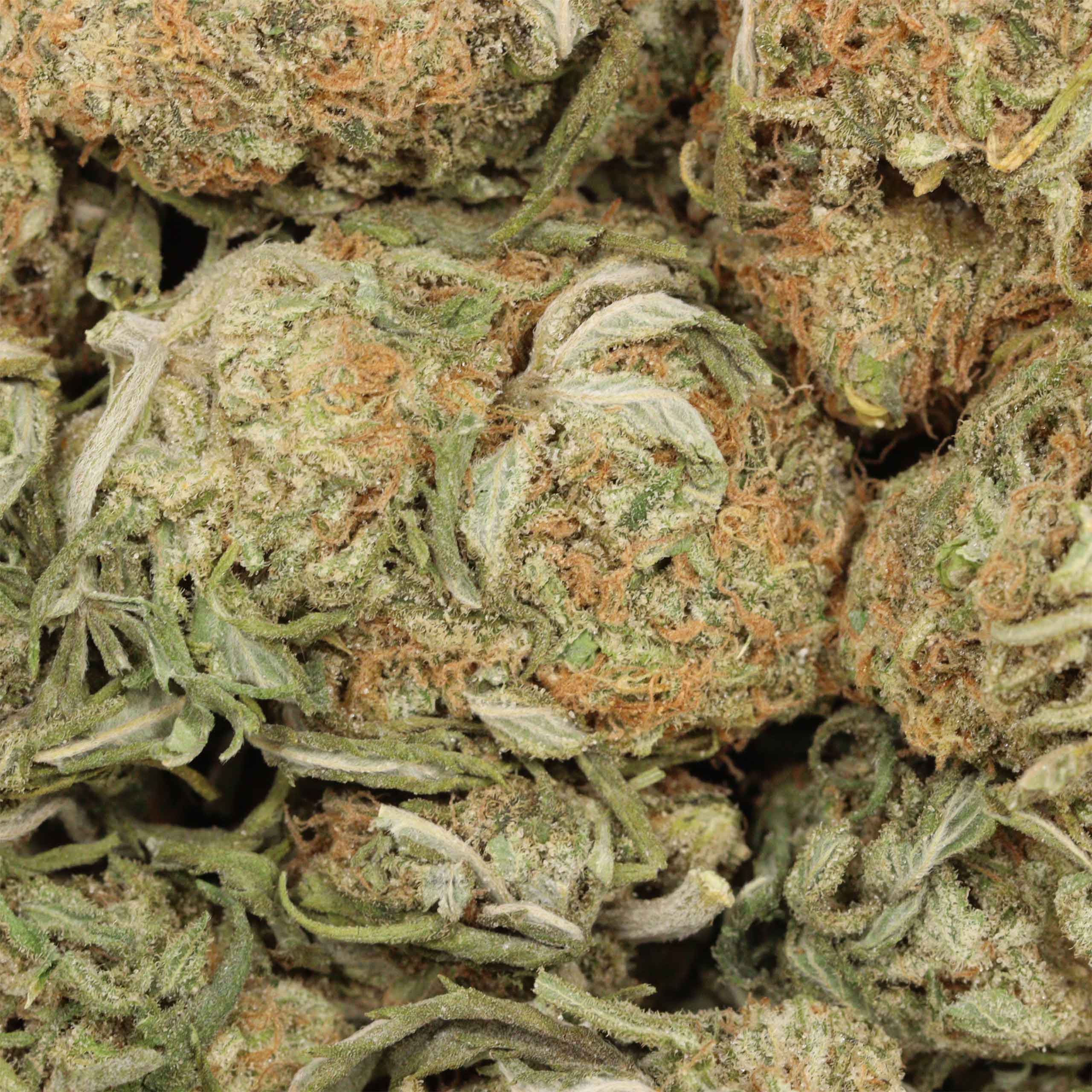 Gelato Strain