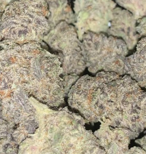 white runtz strain