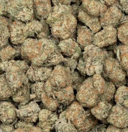 Purchasing Girl Scout Cookies Cannabis Strain Brussels